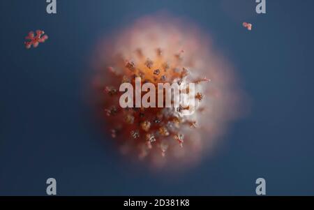 Humane Antikörper (IgG und IgM), die ein Corona-Virus angreifen (SARS-CoV-2, Covid 19). Ein genaues Modell auf Basis wissenschaftlicher Strukturdaten aus dem HVE. Stockfoto