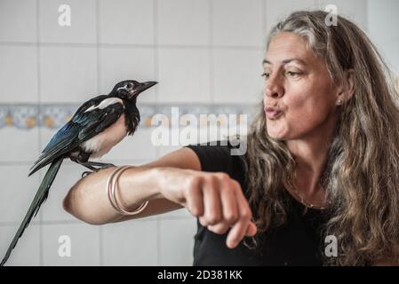 Junge Elster gerettet bei ein paar Tagen alt leben in Ein häuslicher Bad und genießen Interaktion mit Menschen, bevor sie In die Wildnis entlassen Stockfoto