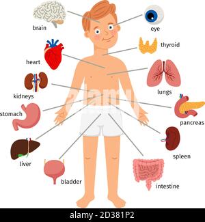 Junge Körper innere Organe. Medizinische menschliche Anatomie für Kinder, Cartoon Kind Organ-Set, niedlichen Kind viscera Systeme Diagramm auf weißem Hintergrund isoliert, Vektor-Illustration Stock Vektor