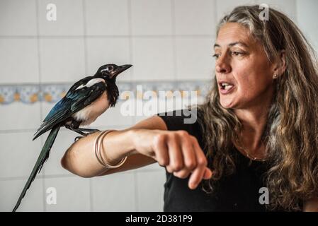 Junge Elster gerettet bei ein paar Tagen alt leben in Ein häuslicher Bad und genießen Interaktion mit Menschen, bevor sie In die Wildnis entlassen Stockfoto