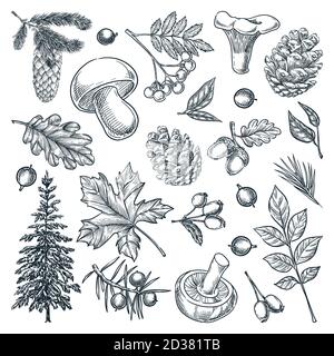 Herbstwald Bäume, Pilze, Pflanzen und Blätter gesetzt, isoliert auf weißem Hintergrund. Vektor handgezeichnete Skizzendarstellung. Herbst Natur Design-Element Stock Vektor