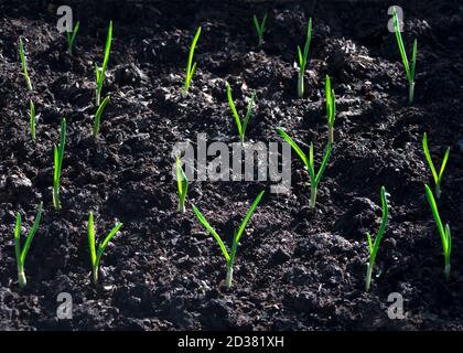 Keimende Knoblauchpflanzen, die in frischem Kompost in einem Zuteilungsgarten oder Feld gelegt werden, von der Morgensonne beleuchtet Stockfoto