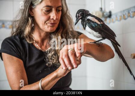 Junge Elster gerettet bei ein paar Tagen alt leben in Ein häuslicher Bad und genießen Interaktion mit Menschen, bevor sie In die Wildnis entlassen Stockfoto