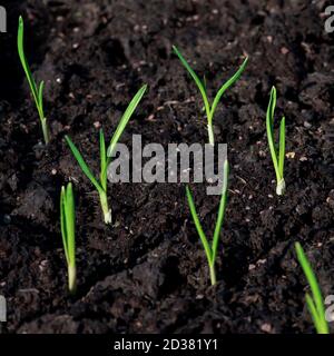 Nahaufnahme selektiver Fokus keimende Knoblauchpflanzen in frischem Kompost in einer Zuteilung, Garten oder Feld gelegt, von der Morgensonne beleuchtet Stockfoto