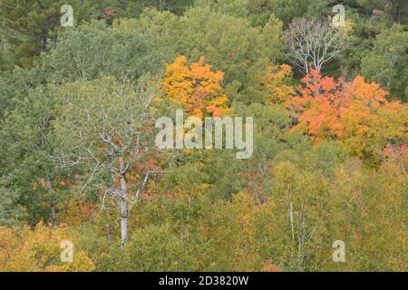 Herbstbaumfarben in einem gemischten Nadelwald und Laubwald im Killarney Provincial Park, Ontario, Kanada. Stockfoto