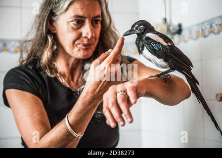 Junge Elster gerettet bei ein paar Tagen alt leben in Ein häuslicher Bad und genießen Interaktion mit Menschen, bevor sie In die Wildnis entlassen Stockfoto