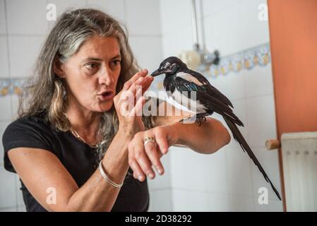 Junge Elster gerettet bei ein paar Tagen alt leben in Ein häuslicher Bad und genießen Interaktion mit Menschen, bevor sie In die Wildnis entlassen Stockfoto