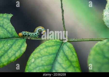 Kleine Raupe auf einem Zitronenzweig beim Essen eines Blattes - Makro Stockfoto