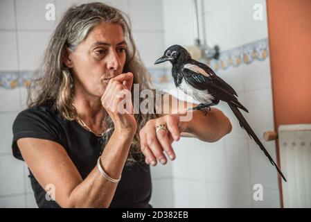 Junge Elster gerettet bei ein paar Tagen alt leben in Ein häuslicher Bad und genießen Interaktion mit Menschen, bevor sie In die Wildnis entlassen Stockfoto