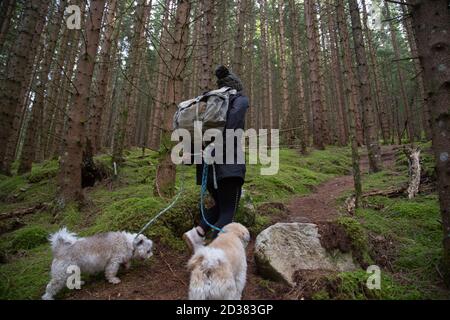 Ein Rucksacktourist, der mit zwei weißen Hunden durch den Wald wandert Stockfoto