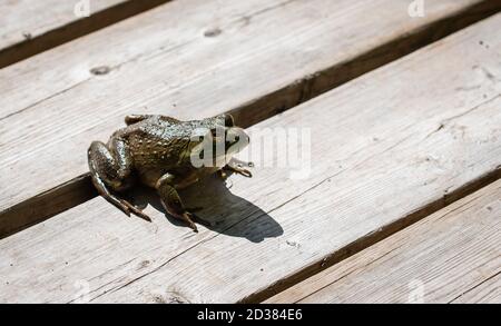 Nahaufnahme eines Frosches, der auf einem Holzdock in der Sonne sitzt. Stockfoto