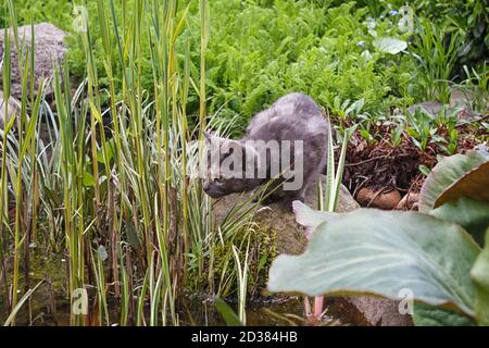 Neugierige graue Katze Blick auf den Teich von Frühling Garten Pflanzen umgeben, versuchen, einen Fisch zu fangen Stockfoto