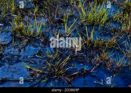 Natürliche, aus Torf gewonnene Kohlenwasserstoffe, die auf dem Wasser schwimmen und farbenfrohe Reflexionen erzeugen, in denen Gras wächst, auf BlackA Moor, in der Nähe von Sheffield Stockfoto