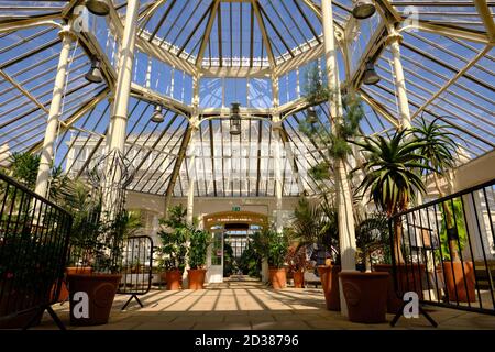 Das gemäßigte Haus in den Royal Botanic Gardens, Kew, das größte der berühmten viktorianischen Glasgewächshäuser. Stockfoto
