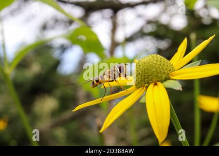 Eine Schwebefliege (Syrphidfliege) in der Familie Syrphidae auf einer großen gelben Blume. Diese Biene oder Wespe imitiert Blumen und ernährt sich von ihrem Nektar. Stockfoto