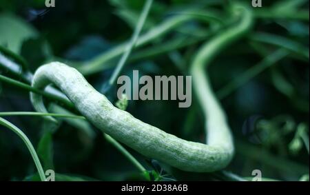 Schlangenkürbis oder -Pflaumenwuchs auf Baum. Stockfoto