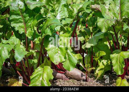 Hohe gerippte Stiele aus Schweizer Mangold. Grünes und rötlich belaubtes Gemüse wächst in dunkelreicher Erde. Die Collard-Grüns haben rote und orangefarbene Stiele. Stockfoto