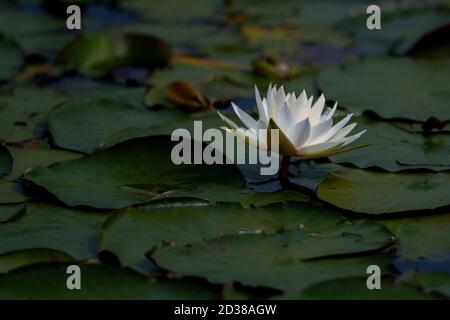 Eine große duftende weiße Teichlilie, umgeben von großen grünen Seerosen. Die weiße Blume hat lange spitzen Blütenblätter. Stockfoto