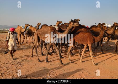 Ein Mann zu Fuß mit seinem Kamel Vieh auf Pushkar Kamel Messe in Rajasthan, Indien am 19. November 2018 Stockfoto