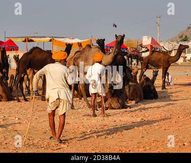 Kamelhändler mit ihren Kamelen am Pushkar Kamelfestival in pushkar, Rajasthan, Indien am 19. November 2018 Stockfoto