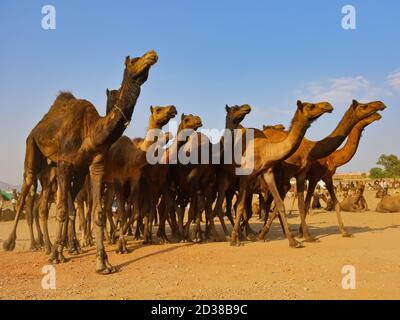 Ein selektives Fokusbild von heimischen Kamelen zu Fuß bei pushkar Kamel Tarif in Pushkar, Rajasthan Indien am 29. Oktober 2017 Stockfoto