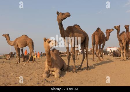 Ein selektiver Fokus Bild von heimischen Kamelen bei pushkar Kamel Tarif in Pushkar, Rajasthan Indien am 29. Oktober 2017 Stockfoto