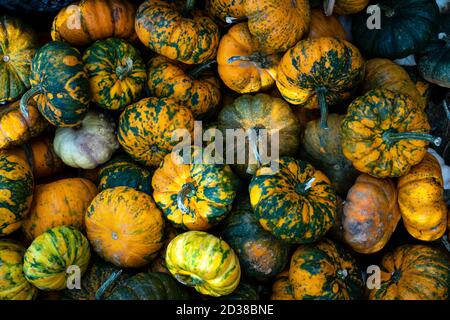 Alles Gute Zum Erntedankfest. Auswahl an verschiedenen Kürbissen und herbstlichen Kürbissen Stockfoto