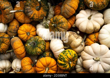 Alles Gute Zum Erntedankfest. Auswahl an verschiedenen Kürbissen und herbstlichen Kürbissen Stockfoto