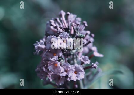 Selektiver Fokus Aufnahme von schönen rosa Buddleia Blume Stockfoto