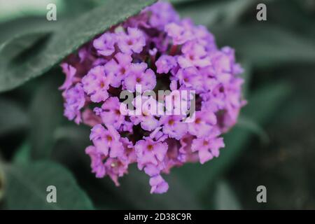 Selektiver Fokus Aufnahme von schönen rosa Buddleia Blume Stockfoto