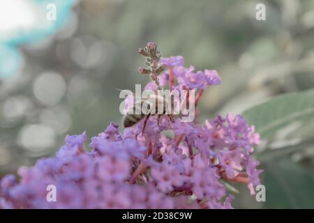 Selektive Fokusaufnahme der Honigbiene, die Pollen sammelt Stockfoto