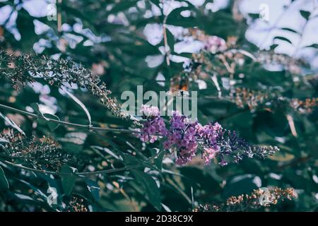 Selektiver Fokus Aufnahme von schönen rosa Buddleia Blume Stockfoto