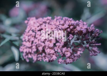 Selektiver Fokus Aufnahme von schönen rosa Buddleia Blume Stockfoto