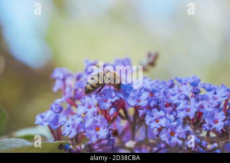 Selektive Fokusaufnahme der Honigbiene, die Pollen sammelt Stockfoto