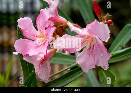 Zwei blühende rosa Oleanderblüten Stockfoto