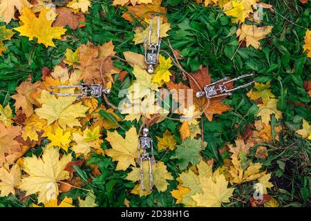 Vier gefälschte Skelette, die auf den gelben Herbstblättern und Gras liegen. Halloween Dekoration, gruseliges Thema Stockfoto