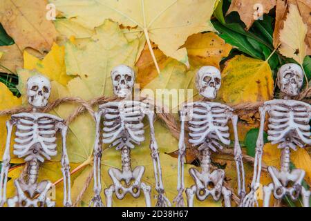 Vier gefälschte Skelette, die auf den gelben Herbstblättern und Gras liegen. Halloween Dekoration, gruseliges Thema Stockfoto