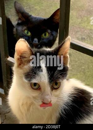 Zwei lustige obdachlose Katzen, schwarze Katzenmutter mit grünen Augen und kleine weiße graue Kätzchen ragten aus seiner Zunge. Stockfoto