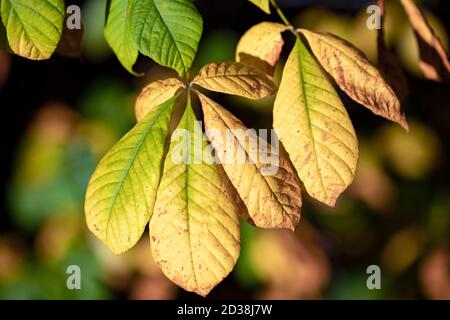 Herbstblätter - Asheville, North Carolina Stockfoto