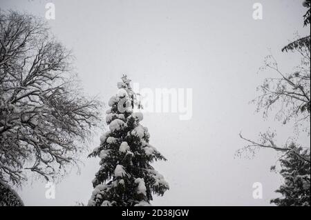 Die Spitze einer einsamen, mit Schnee bedeckten Tanne, ganz allein in einem riesigen Winterwald in Russland Stockfoto