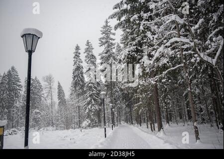 Ein schneebedeckter Lampenträger in einem winterlichen Wald an einem kalten Wintertag, genau wie in Narnia Stockfoto