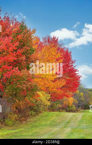 Schöne Herbstlandschaft Laubbäume an einem sonnigen Herbsttag in Neu-England. Feld von grünem Gras im Vordergrund und blauen Himmel weißen Wolken backgr Stockfoto