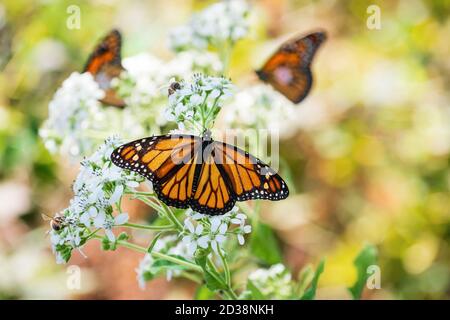 Monarch Schmetterling (Danaus plexippus) Fütterungsflügel öffneten sich auf weißen Blütenblüten im Garten. Zwei getaggte Monarch Schmetterlinge im Hintergrund. Stockfoto
