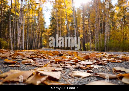 Indischer Sommer in einem Birkenhain. Gefallene gelbe Birkenblätter auf dem Asphalt im Park aus nächster Nähe. Herbsthintergrund. Stockfoto