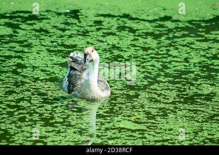 Ein weißer und grauer Schwan geht allein über dem Wasser Eines mit Moos gefüllten Teiches Stockfoto