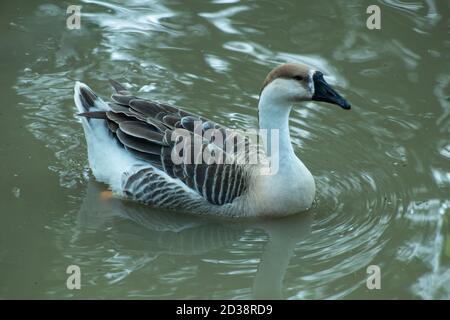 Ein weißer und grauer Schwan, der sich allein auf dem Wasser bewegt Des Hauses im Teich Stockfoto