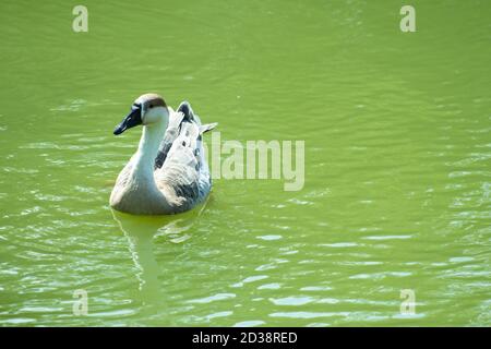 Ein weiterer weißer und grauer Schwan, der sich allein auf dem sauberen bewegt Wasser Stockfoto