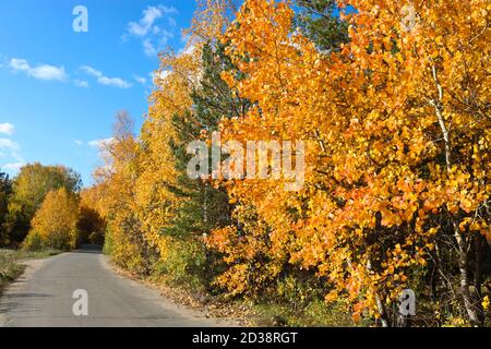 Indian Summer - ein Asphaltweg in einem Stadtpark zwischen Bäumen mit hellgelben und orangefarbenen Laub. Herbsthintergrund. Stockfoto