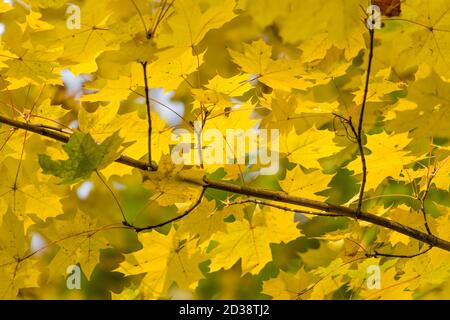 Gelbe Herbst Ahornblätter und Äste. Hintergrund. Stockfoto