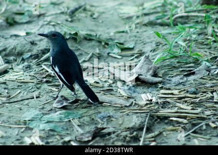 Stehen schwarz-weiße Bachstelze oder Doyel Vogel auf dem Land Stockfoto